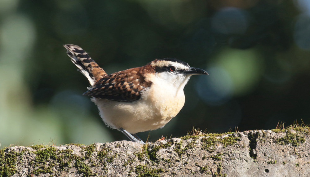 Rufous-naped Wren